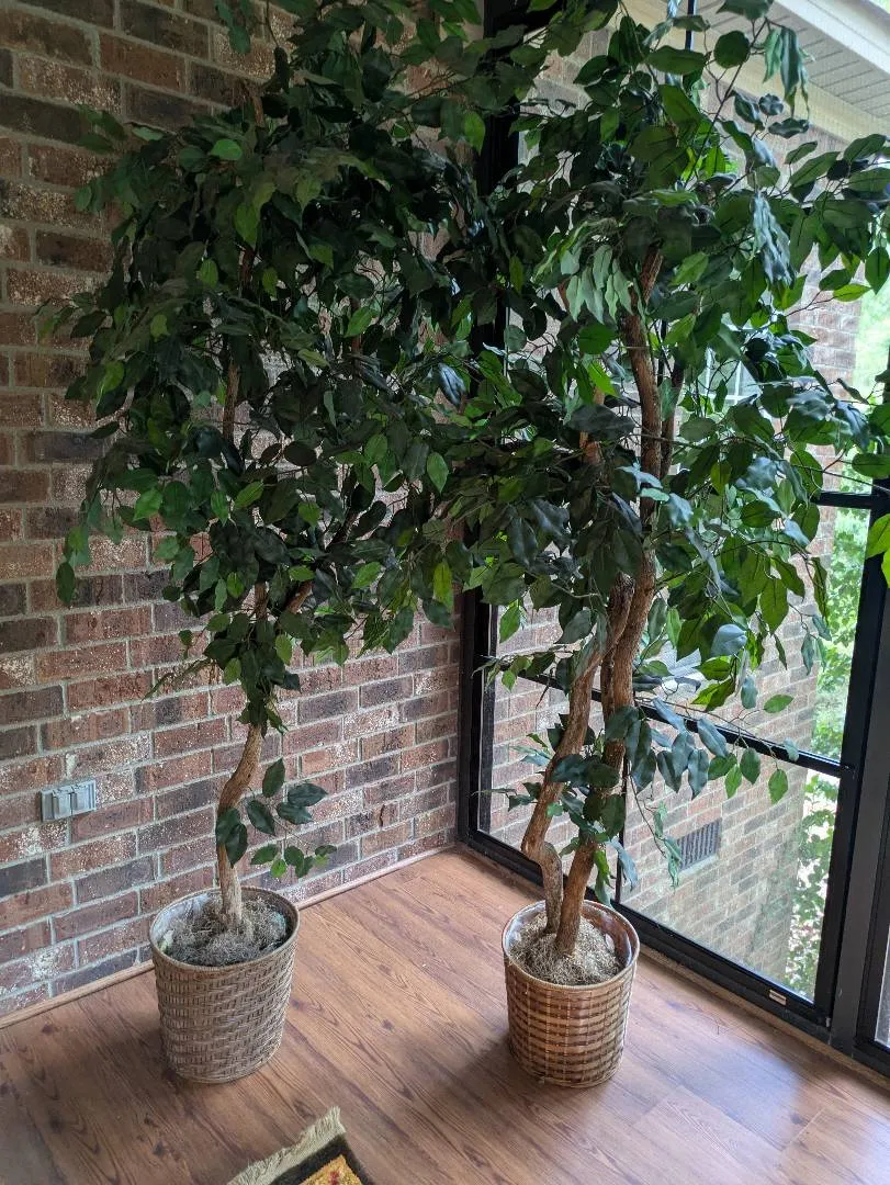 Ficcus Tree Block CTBids